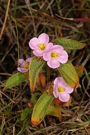 Image result for Antherotoma naudinii