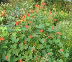 Image result for Ipomoea hederifolia