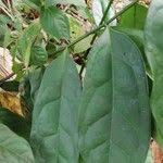 Image result for Diospyros crassiflora