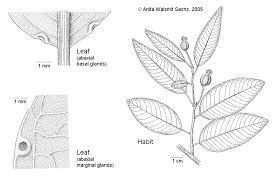 Image result for Shirakiopsis