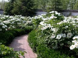 Free Photo White Tree Peony Beautiful Beijing Bloom Free Download Jooinn