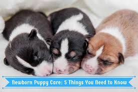 How to care for newborn puppies. Newborn Puppy Care 5 Things You Need To Know