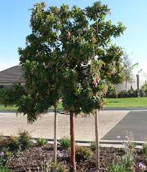 Pendulous clusters of attractive pink to rose colored flowers occur in spring and summer; Tree Marina Strawberry Tree Ruff