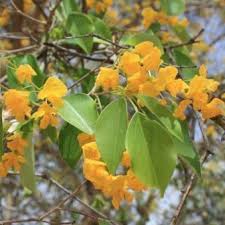 Image result for Pterocarpus lucens