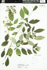 Image result for Astropanax myrianthus