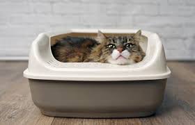 What To Do If A Cat Is Laying In Its Litter Box Lovetoknow