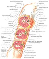Fetal leg, cross section, h&e, 40x (bone marrow in tibia and fibula, developing blood cells, sinusoids, megakaryocytes). Cross Sections Of Forearm