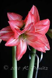 Amaryllis Zombie Amaryllis Flowers Amaryllis Easy To Grow Houseplants
