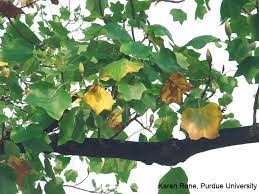 Leaf spot diseases should be taken seriously if they result in moderate to complete leaf loss two to four years in a row. 6 29