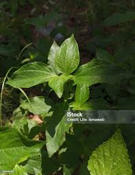 Image result for Synedrella