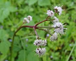 Image result for Sanicula