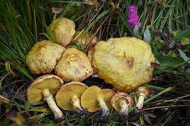 Image result for Suillus wasatchicus