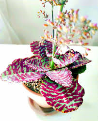 Image result for Kalanchoe humilis