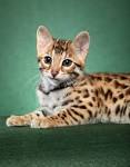 Bengal Kittens For Sale by Reputable Breeders | Pets4You