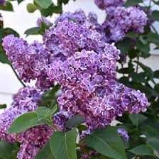 Image result for Nervilia lilacea