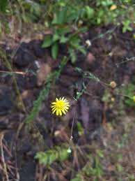 Image result for Pentanema indicum