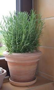 Image result for rosemary container