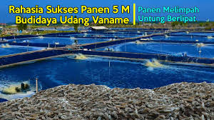 Panduan Sukses Budidaya Udang Vaname Pemula Wajib Tahu Dijamin Sukses Youtube