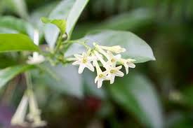 Image result for Jasminum brachyscyphum