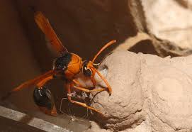 Black And Orange Bug That Looks Like A Wasp Orange Potter Wasp Provisions Nest With Caterpillar In Australia Wasp Bee Wasp Hornet Bugs