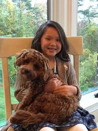 This pooch has a sweet and gentle nature, making them a great companion for any family. Cavapoo Puppies Foxglove Farm