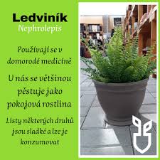 Image result for ledviník