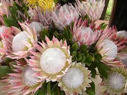 Pin On Flowers