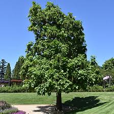 Image result for Catalpa