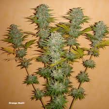 We are always proud to say. Orange Bud Feminisierte Samen Kaufen Dutch Passion