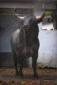 Pin De Alexa Campos En Toros De Lidia Monta De Toros Toros De Lidia Toros Y Toreros