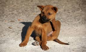 Comment se débarrasser des puces ? Traiter Les Puces Du Chien Avec Du Vinaigre Explications