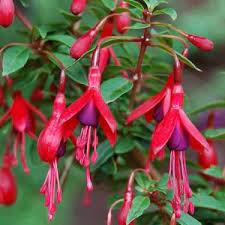 Hardy Fuchsia David Fuchsia Window Box Plants Nifty Diy