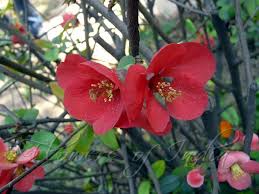 Flowering quince offer colorful blossoms in springtime. Chaenomeles Japonica Japanese Flowering Quince