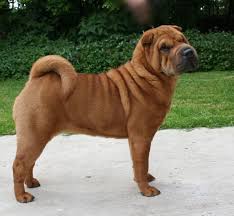 Please click around our pages to. Shar Pei Sharpei Sharpei Wrinklydog Dogwithwrinkles Chinesesharpei Wrinklesarenotallbad Dog Puppy Doglover Dog Breeds Shar Pei Dog Shar Pei Puppies
