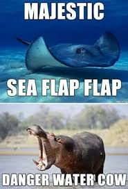Alternative Names For Animals Panda Funny Funny Animals Majestic Sea Flap Flap