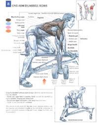 Want to see all the workout anatomy, get this top seller book by frederic delavier. 19 Trainin Anatomy Back Ideas Workout Anatomy Muscle Anatomy