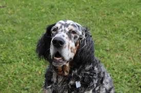 Growth English Setter Puppy Weight Chart English Setter