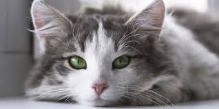 Dry Nose In Cats Firstvet