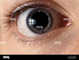 Image result for Pupil