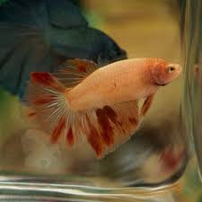 Pin By Marianne Sans On Beautiful Betta Fish Betta Fish Betta Fish Pet