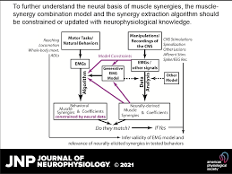 We did not find results for: Approaches To Revealing The Neural Basis Of Muscle Synergies A Review And A Critique Journal Of Neurophysiology