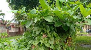Daun ketapang punya banyak manfaat dan sering digunakan sebagai obat alami untuk menyembuhkan berbagai macam jenis cupang sampai ikan hias lainnya. Pokok Ketapang Untuk Ikan Laga Youtube