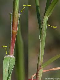 Image result for Cenchrus