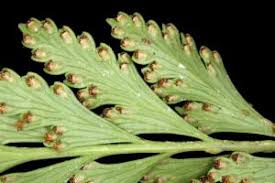 Image result for Davalliaceae