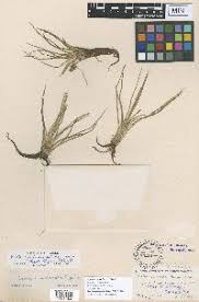 Image result for Isoetes schweinfurthii
