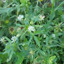 Image result for Trigonella