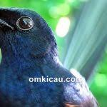 Cara Merawat Burung Berkecet Biru Tua Plus Suara Mp3 Untuk Memancing Bunyi Om Kicau