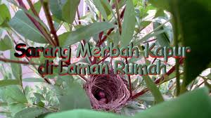 Percabangan kurang dari 3.0m dari paras tanah hendaklah dipotong. Merbah Kapur Bersarang Rendah Di Pokok Kelat Paya Di Laman Rumah Youtube