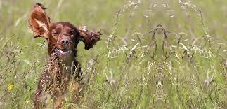 Chagas Disease In Dogs Modern Dog Magazine