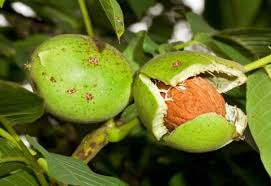 Ceviz Kabugunun Inanilmaz Faydalari Dogal Dogal Receteler Sifali Otlar